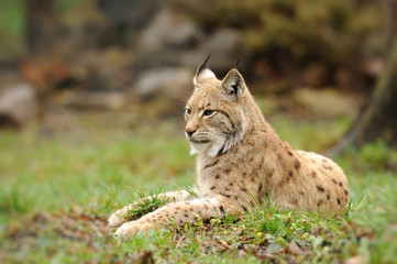 Naklejka premium Young lynx