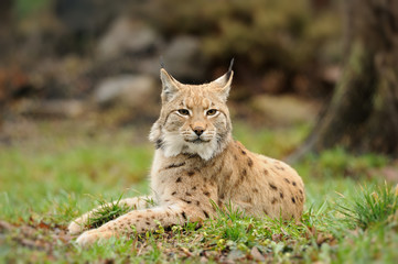 Young lynx