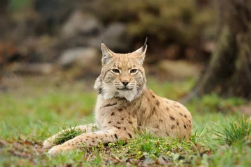 Fotobehang jonge lynx © byrdyak