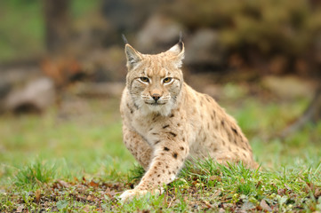 Fototapeta premium Young lynx