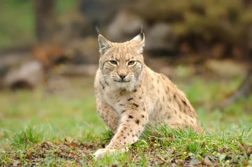 Gordijnen jonge lynx © byrdyak