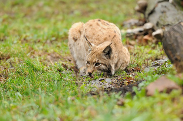 Young lynx