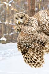 Young owl