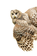 Fototapeta premium Young owl