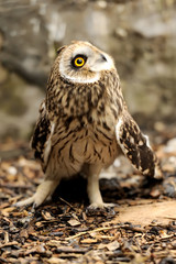 Young owl