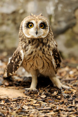 Young owl