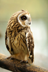 Young owl