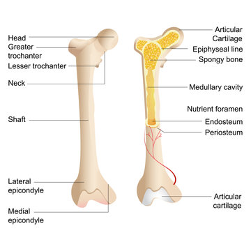 Vector Bone Anatomy