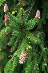 flowering fir branch