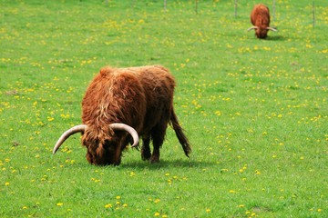 scottish highland cattle - bull