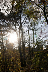 Fototapeta premium Lismore castle in silhouette through tall trees