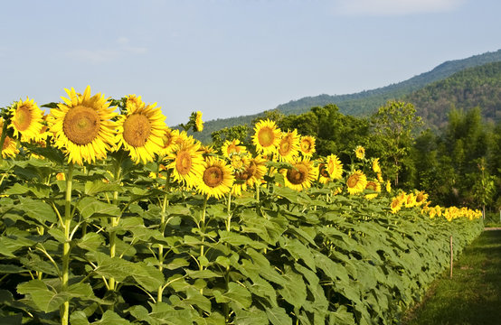 organic sunflower field