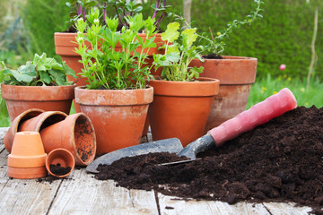 plants
