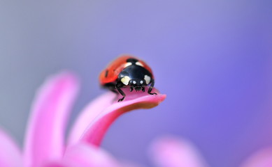 macro ladybird