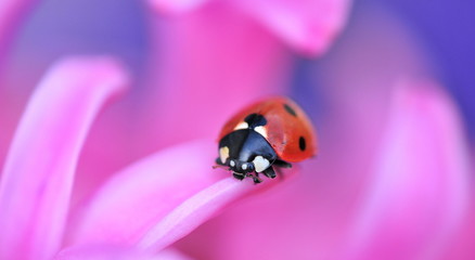 ladybird on pink flower