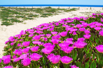 Flowers on a wild beach in Portugal.
