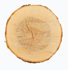 Wood cross-section