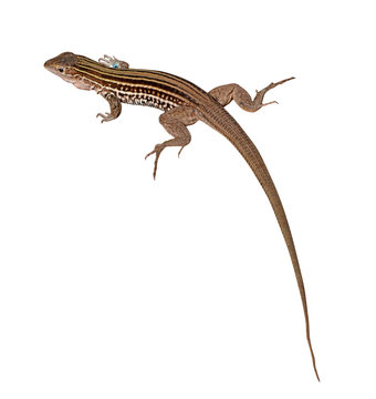 Lizard