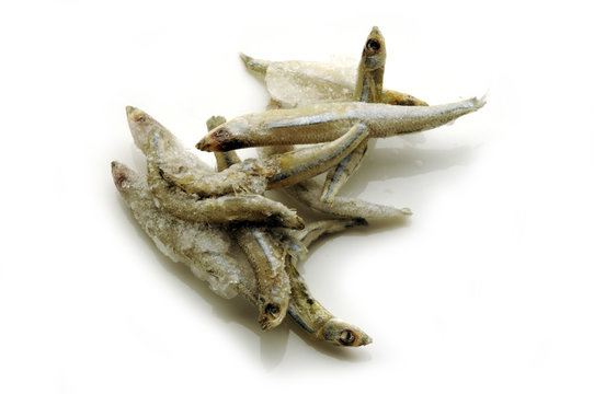 Odontesthes incisa