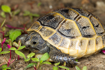 juvenile of spur-thighed turtle  / Testudo graeca ibera