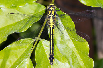 Gomphus vulgatissimus / Club-tailed Dragonfly - close-up