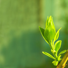 Leaves bud on the abstract green background