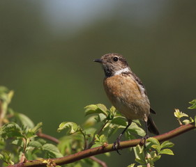 Common Stonechat, Saxicola torquata