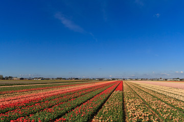 tulip fields in holland