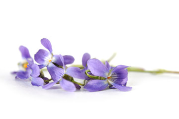 Obraz premium timber viola