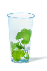 flower sprout in a plastic glass