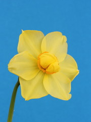 Daffodil