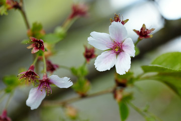 Obraz premium Appletree