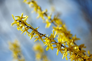 Goldenrod