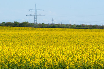 Canola field