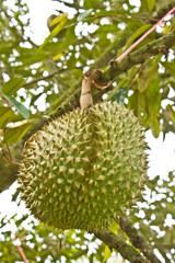 Fresh durians, the king of fruit on the tree.