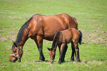 Mare and Foal eating
