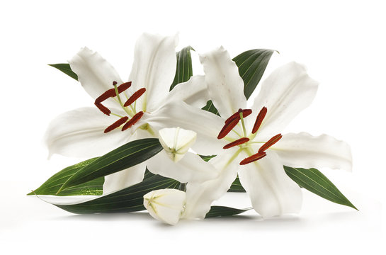 Fototapeta Lilies