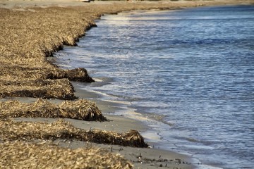 completely filled with seaweed beach by a storm