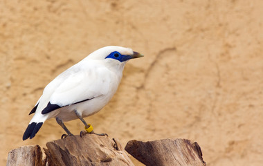 A rare Bali Starling (Leucopsar rothschildi) bird