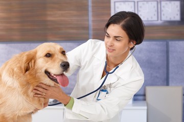 Young vet examining dog