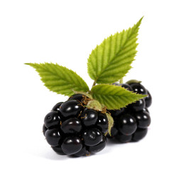 Blackberries with leaves on the white background