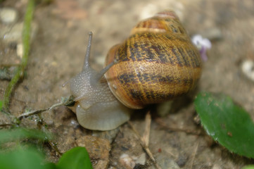 lumaca sul terreno mentre si alimenta