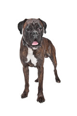 Obraz premium Boxer dog