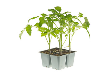 Tomato seedlings ready for transplanting
