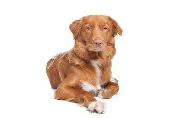 Nova Scotia Duck Tolling Retriever