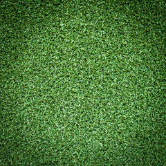 Obraz premium green grass