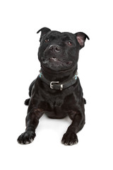 Staffordshire Bull Terrier