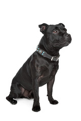 Staffordshire Bull Terrier