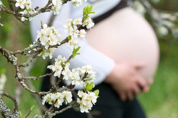 schwangere frau hinter kirschlüten zweig