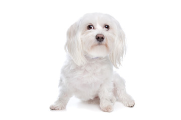 Maltese dog